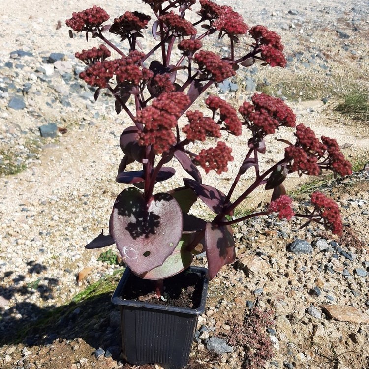 SEDUM Xenox