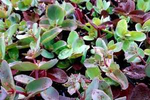 SEDUM Xenox