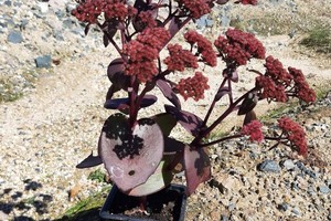 SEDUM Xenox