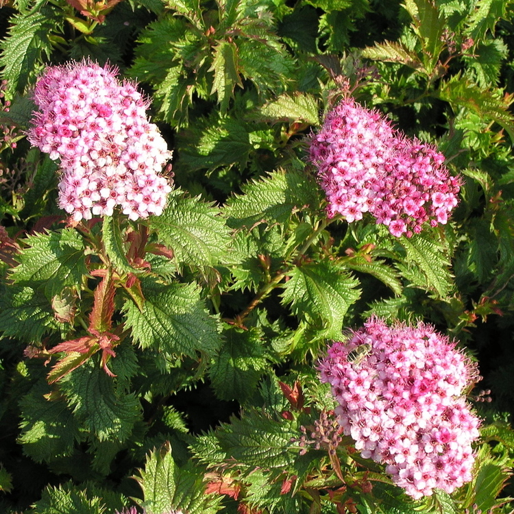 SPIREA Bulmada Crispa