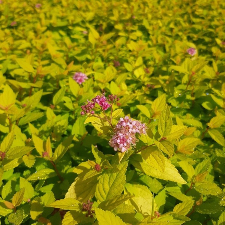 SPIREA Bulmada Goldmound
