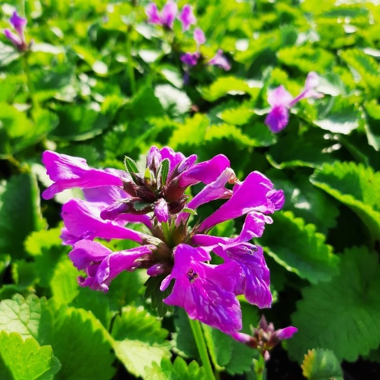 STACHYS Grandiflora Superba