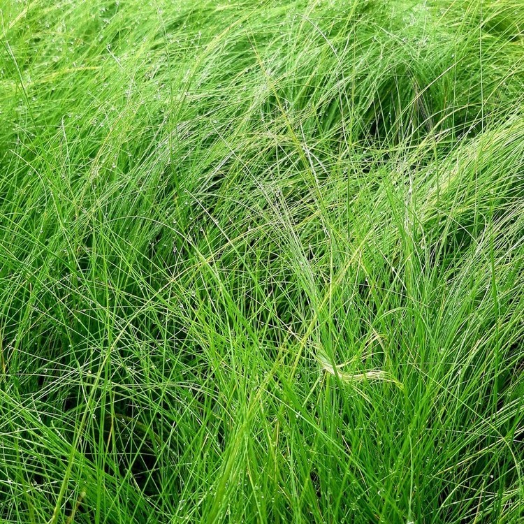 STIPA Tenuifolia Pony Tails