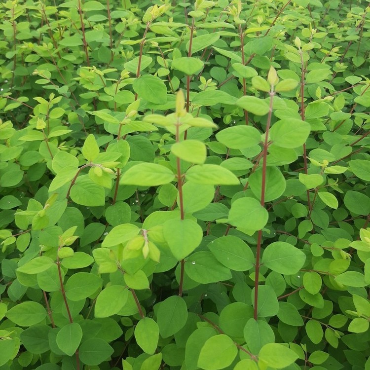 SYMPHORICARPOS Chenaulti Hancock