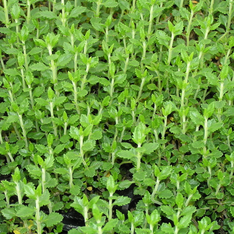 TEUCRIUM Lucidrys