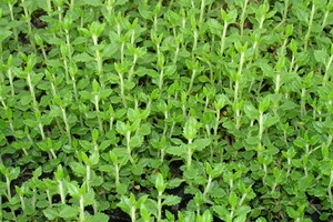 TEUCRIUM Lucidrys