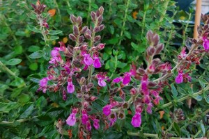 TEUCRIUM Lucidrys