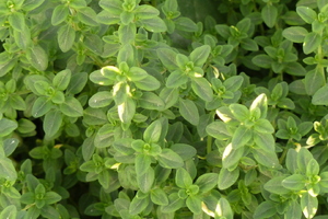 THYMUS Citriodorus