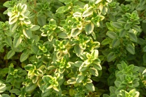 THYMUS Citriodorus