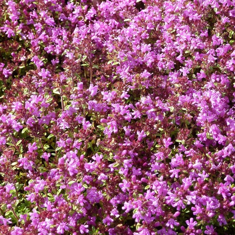 THYMUS Serpyllum Coccineus