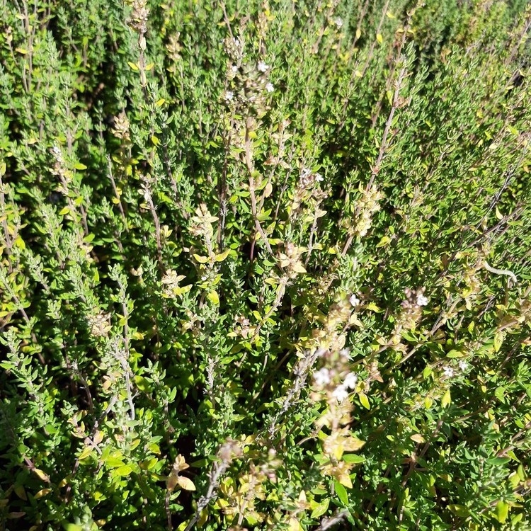 THYMUS Vulgaris