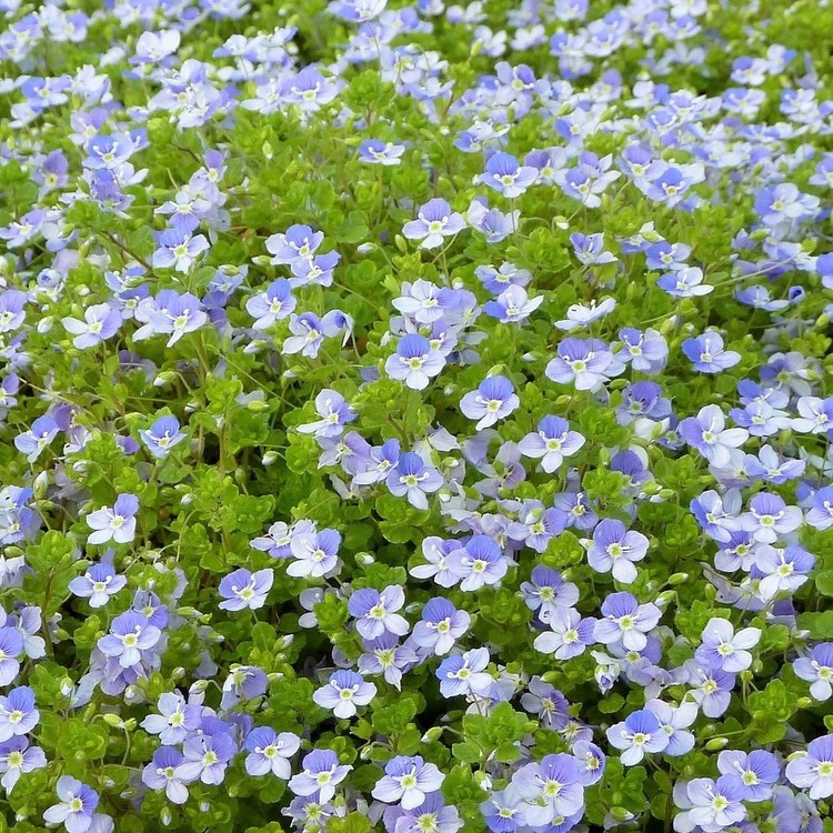 VERONICA Filiformis