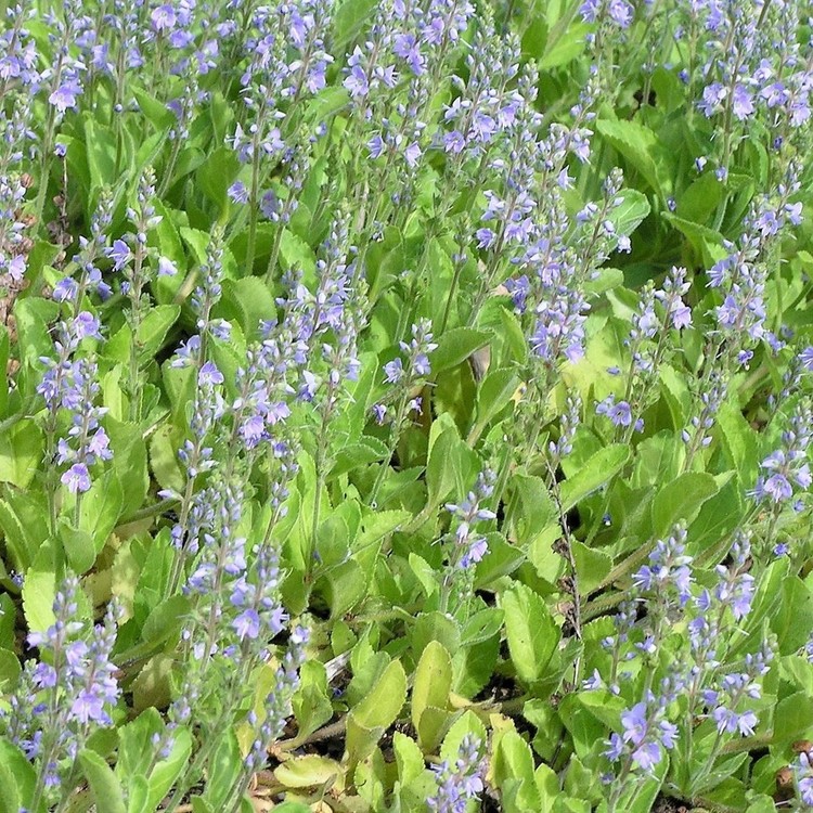 VERONICA Officinalis Repens