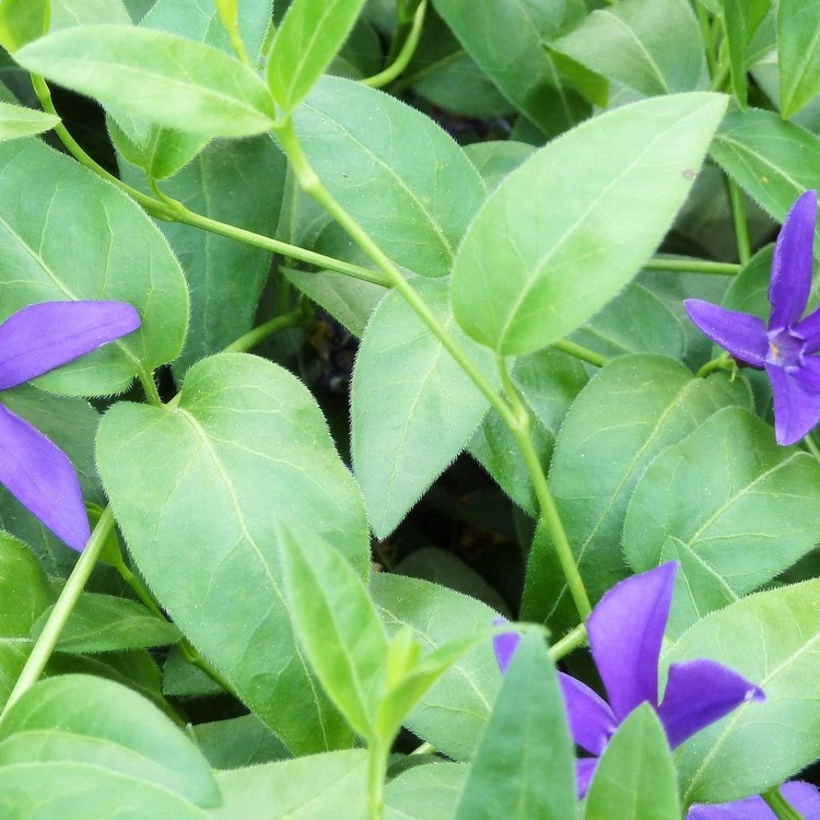 VINCA Acutiloba