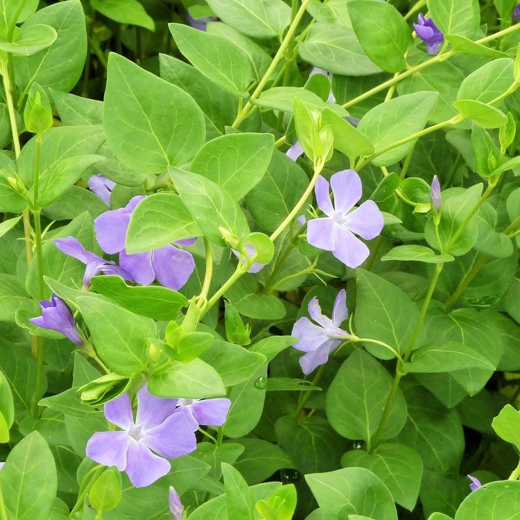 VINCA Major