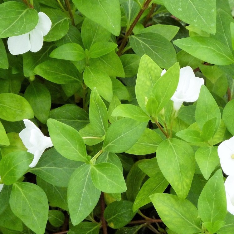 VINCA Major Alba