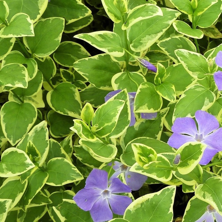 VINCA Major Variegata