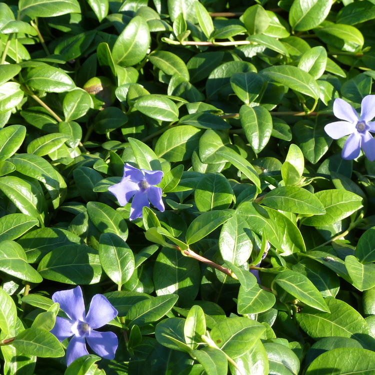 VINCA Minor Type