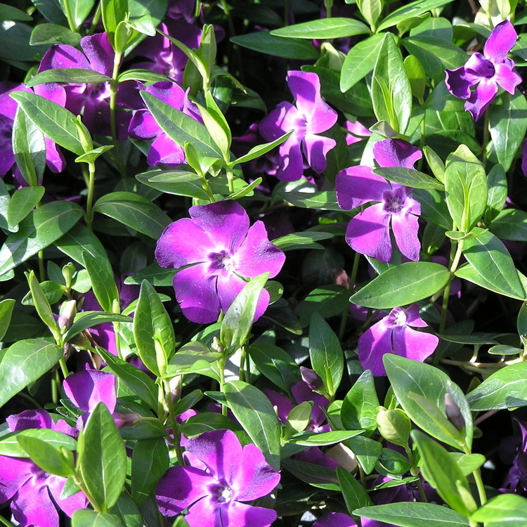 VINCA Minor Atropurpurea