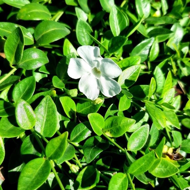 VINCA Minor Gertrude Jekyll Alba