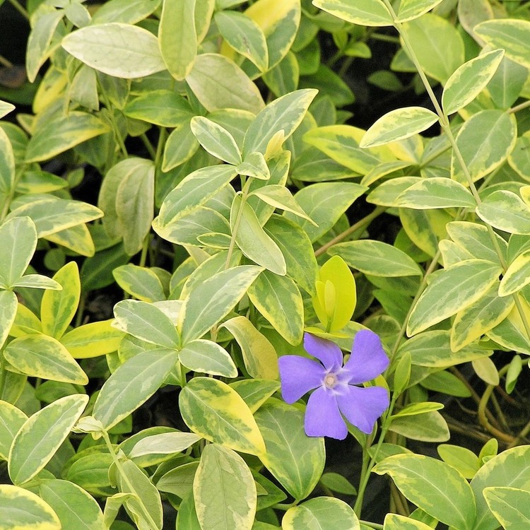 VINCA Minor Aureovariegata