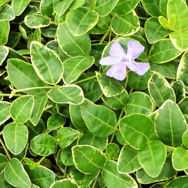 VINCA Minor Ralph Shugart