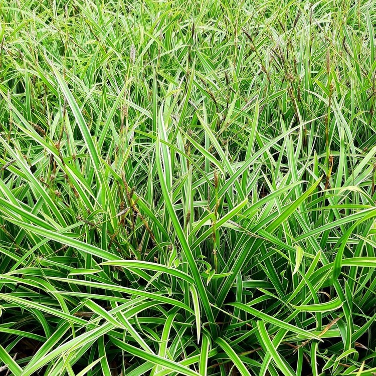 CAREX Morowii "Ice Dance"