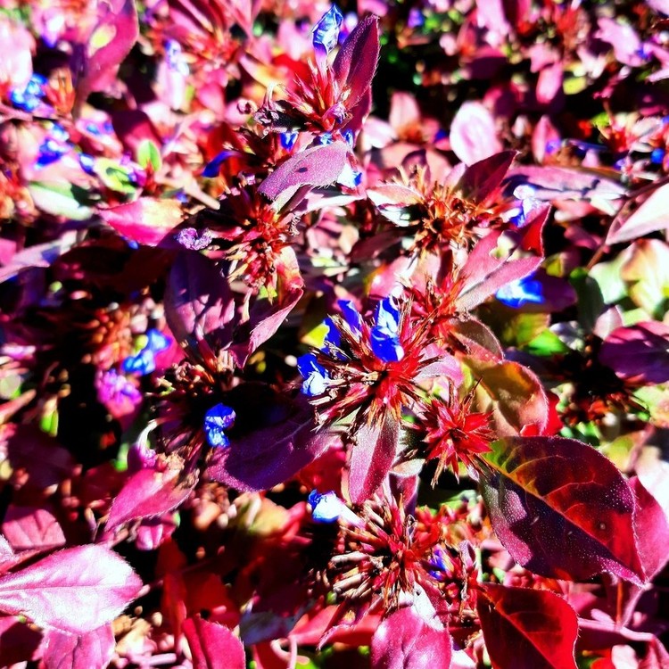 CERATOSTIGMA Plumbaginoides