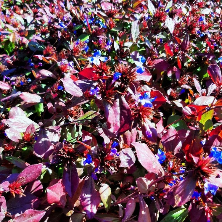 CERATOSTIGMA Plumbaginoides