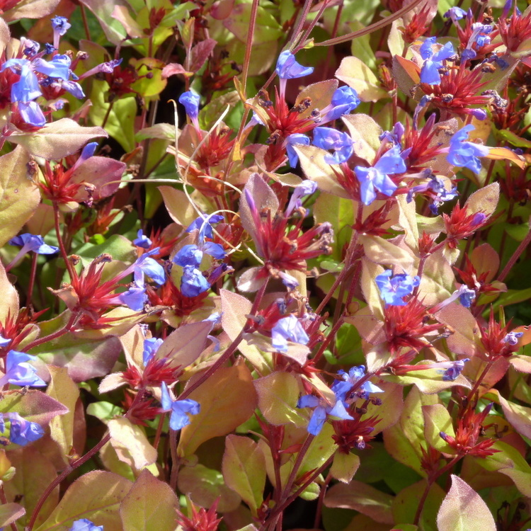 CERATOSTIGMA Plumbaginoides
