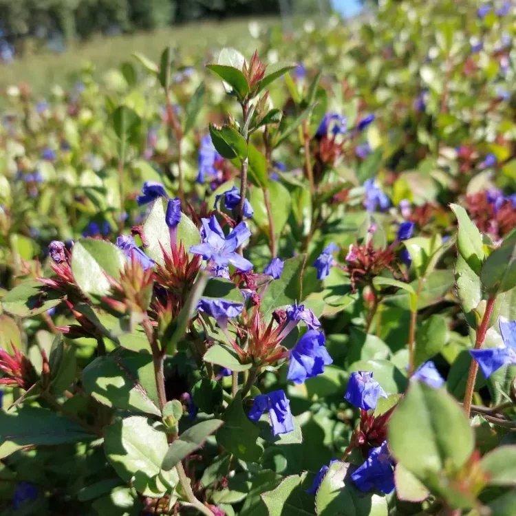 CERATOSTIGMA Plumbaginoides