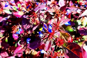 CERATOSTIGMA Plumbaginoides