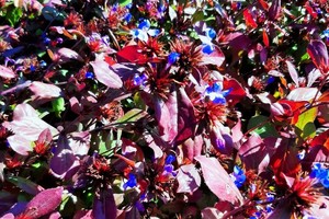 CERATOSTIGMA Plumbaginoides