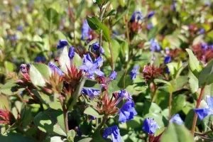CERATOSTIGMA Plumbaginoides