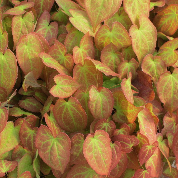 EPIMEDIUM Parralchicum Frohnleiten