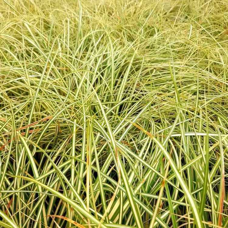 CAREX Oshimensis Evergold
