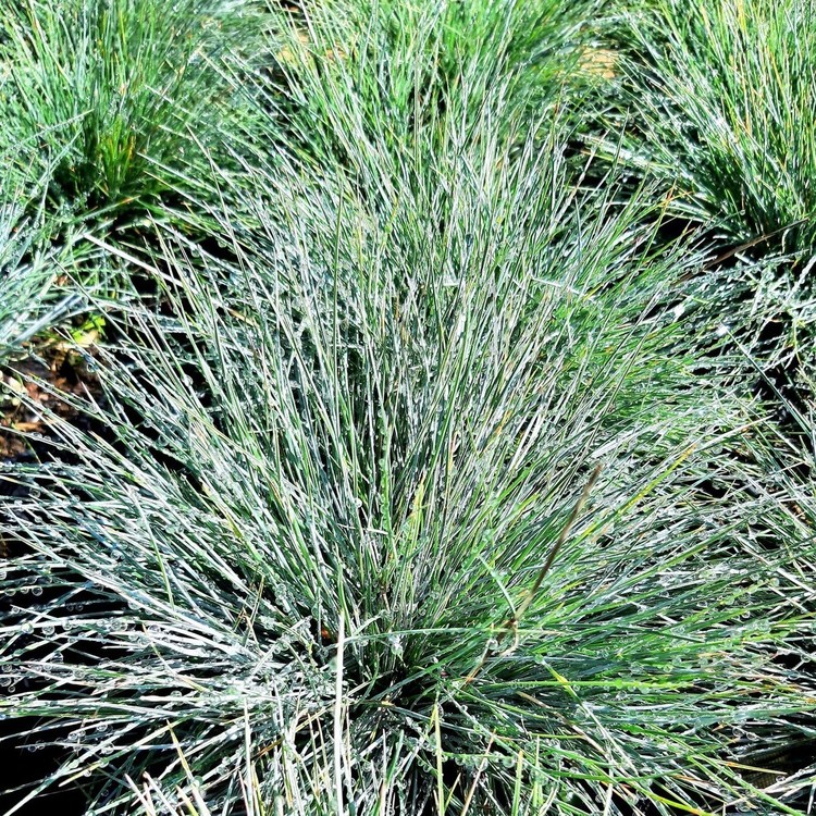 FESTUCA Glauca "Elijah Blue"