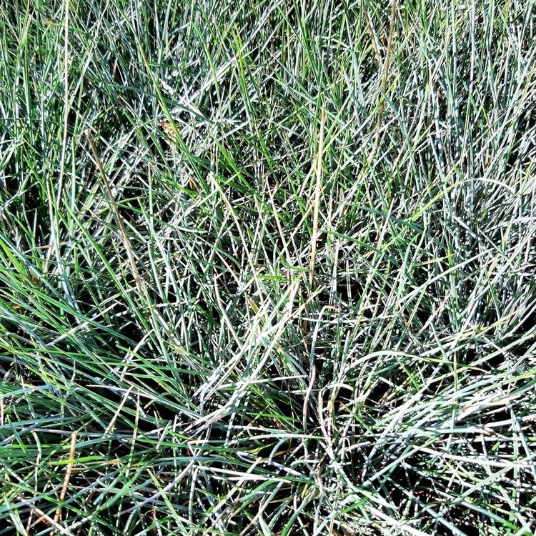 FESTUCA Glauca "Elijah Blue"