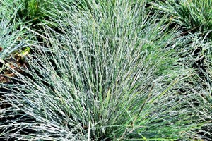 FESTUCA Glauca "Elijah Blue"