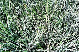 FESTUCA Glauca "Elijah Blue"