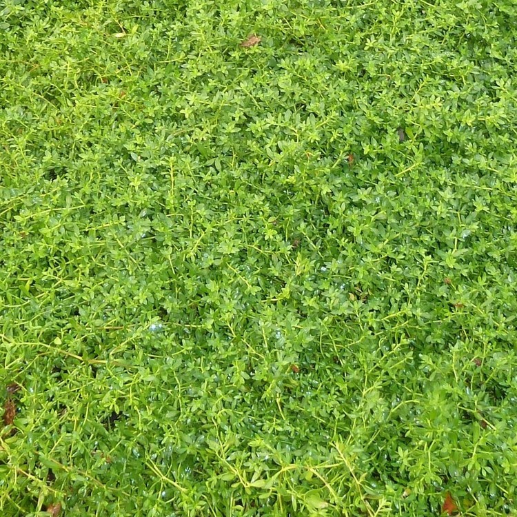 HERNIARIA Glabra