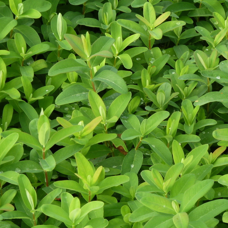 HYPERICUM Calycinum