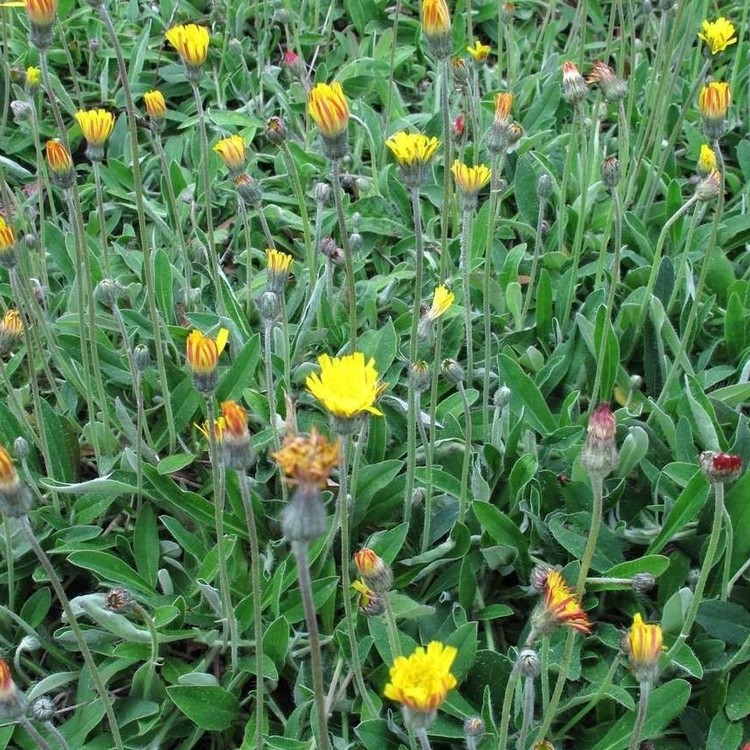 HIERACIUM Pilosella