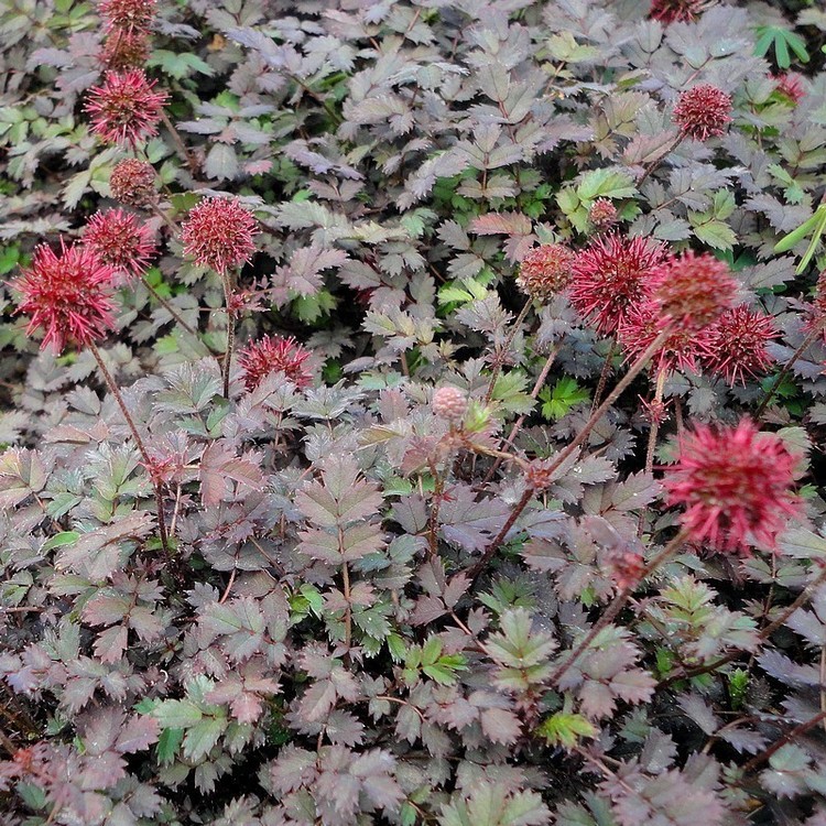 ACAENA Microphylla "Kupferteppich"
