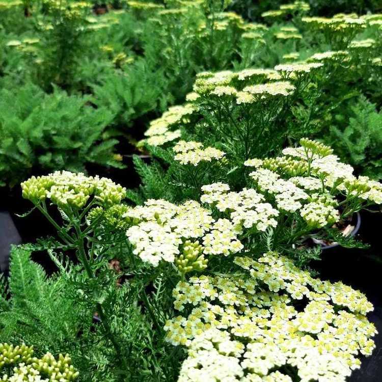ACHILLEA Crithmifolia