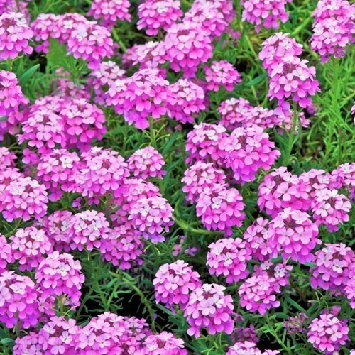 AETHIONEMA Armenum "Warley Rose"