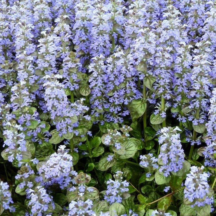AJUGA Reptans "Elmblüt"