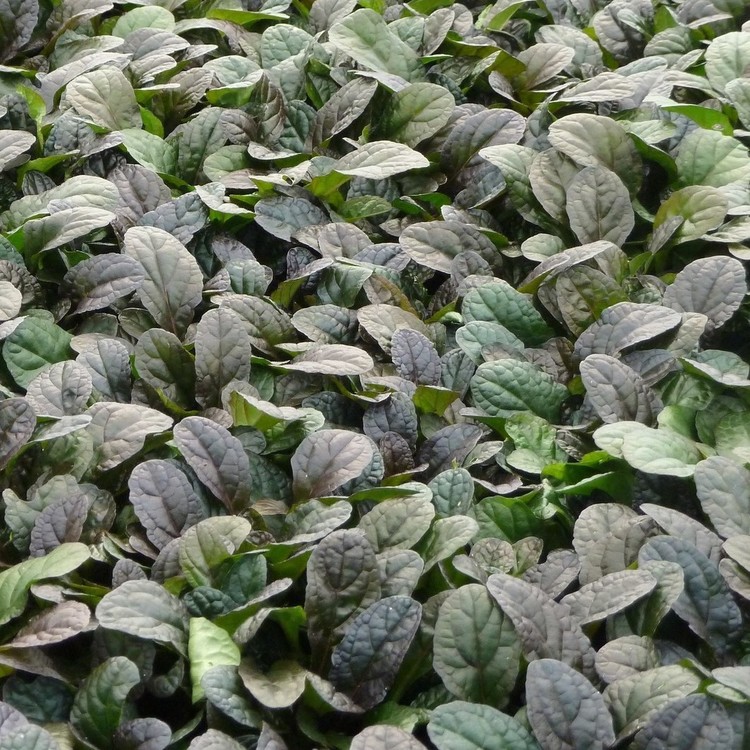 AJUGA Reptans "Elmblüt"