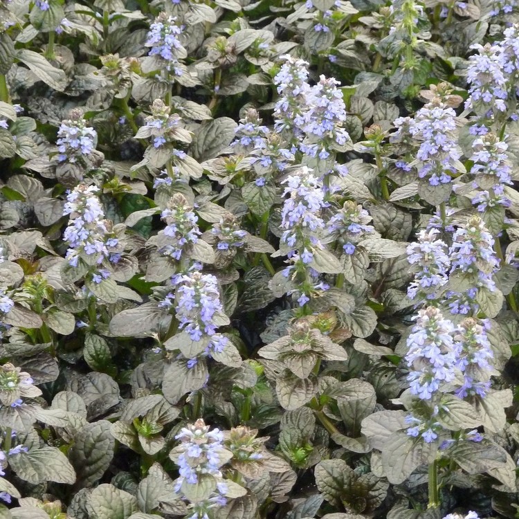 AJUGA Reptans "Elmblüt"