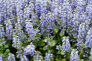 AJUGA Reptans "Elmblüt"